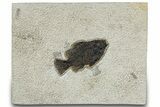 Beautiful Fossil Fish (Cockerellites) - Wyoming #309849-1